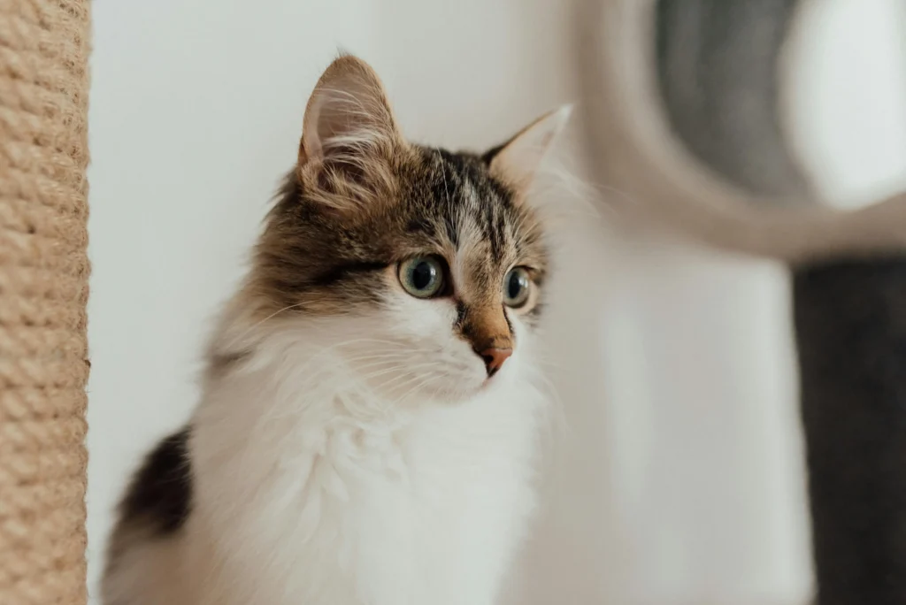 Katze blickt interessiert