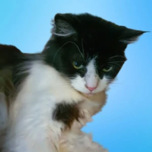Icon image